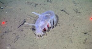 Purple Sea Pig