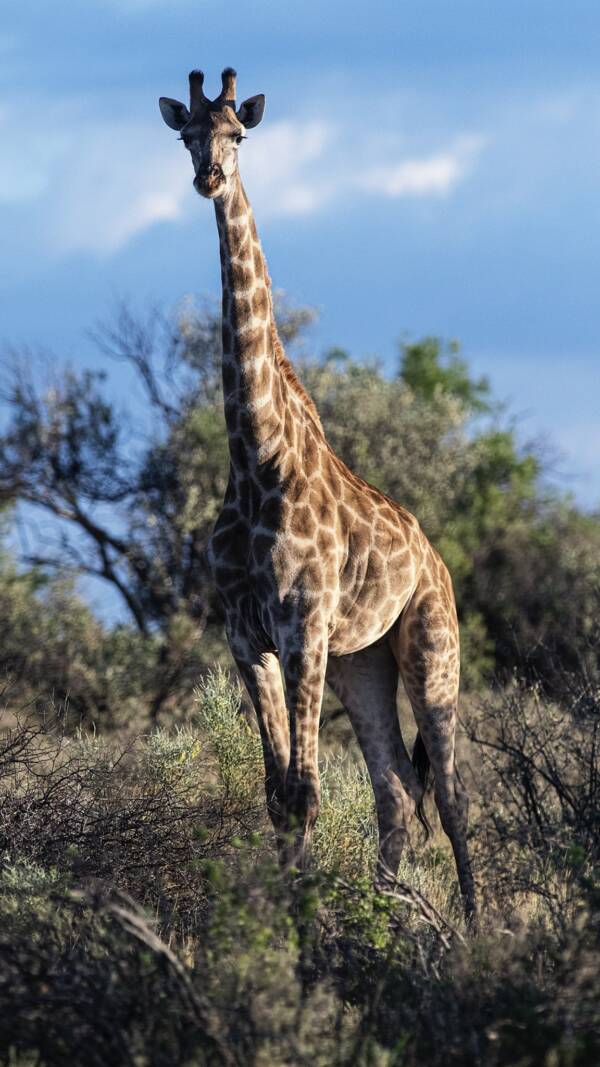 Rockwood Conservation Giraffe