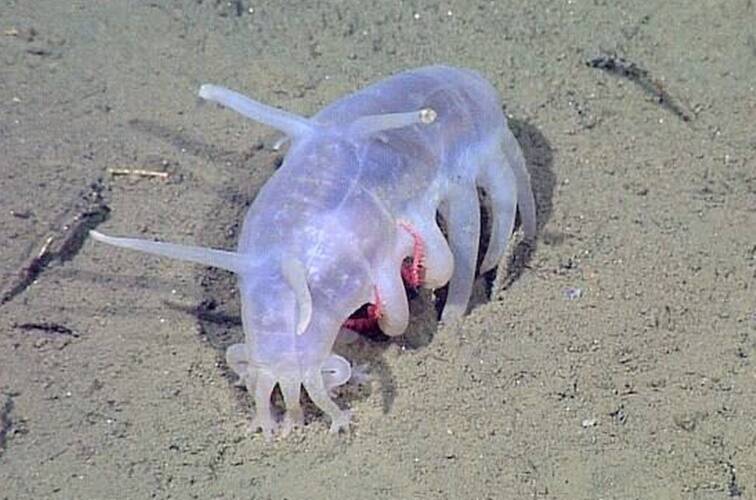 Sea Pig