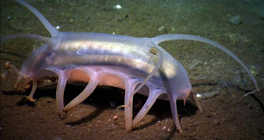 Sea Pigs Look Like Aliens And Live On The Ocean Floor