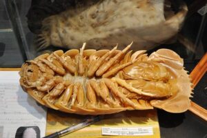Meet The Giant Isopod, The 20-Inch-Long 'Sea Cockroach'