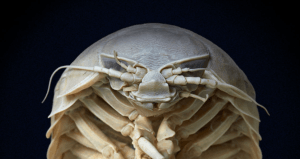 Giant Isopod Featured