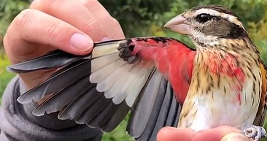 A Cardinal That's Half Male, Half Female