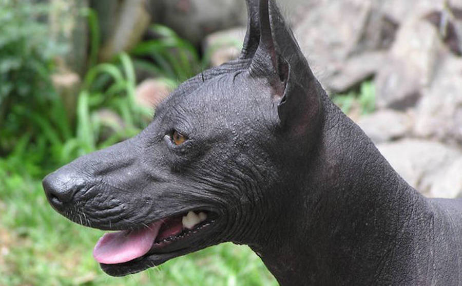 Hairless Black Dog