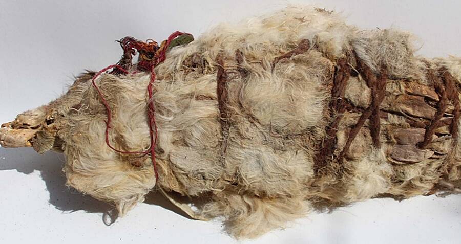 Mummified Llamas Sacrificed By Incas 500 Years Ago Found In Peru