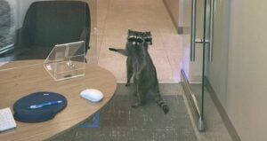 Raccoons In Meeting Room