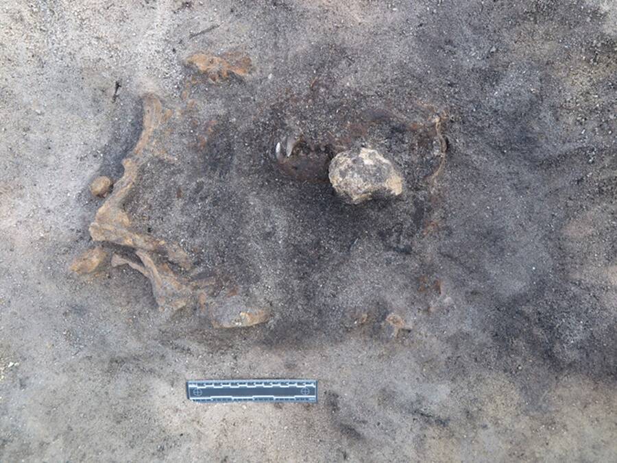 Remains Of Mesolithic Dog