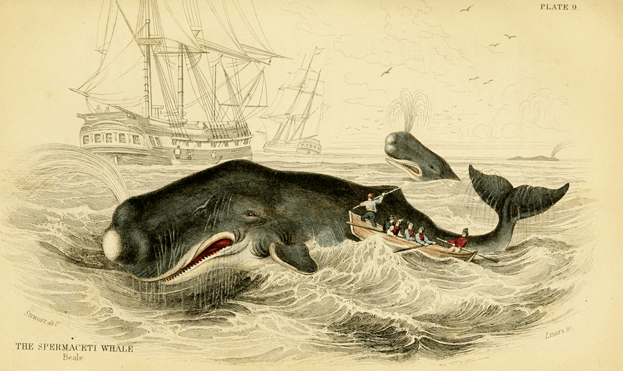39 Incredibly Detailed Drawings Of Sea Creatures From Centuries Past