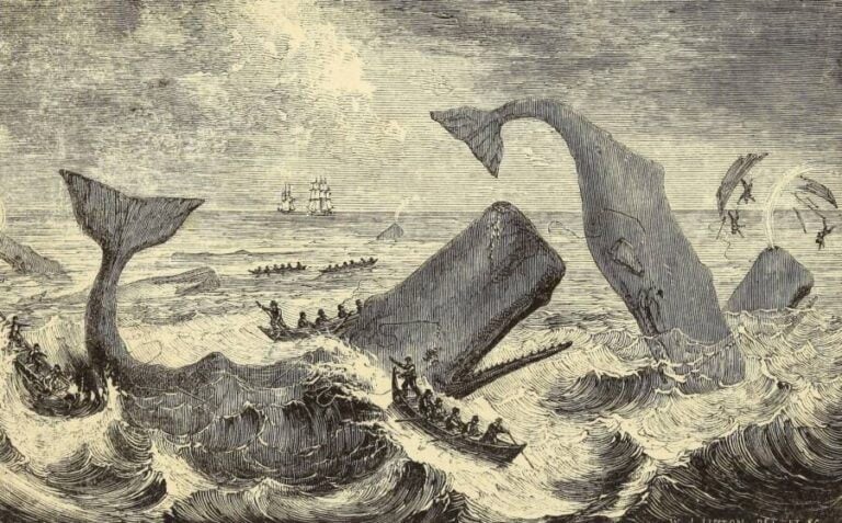 The Whaleship Essex Disaster And The True Story Behind 'Moby Dick'