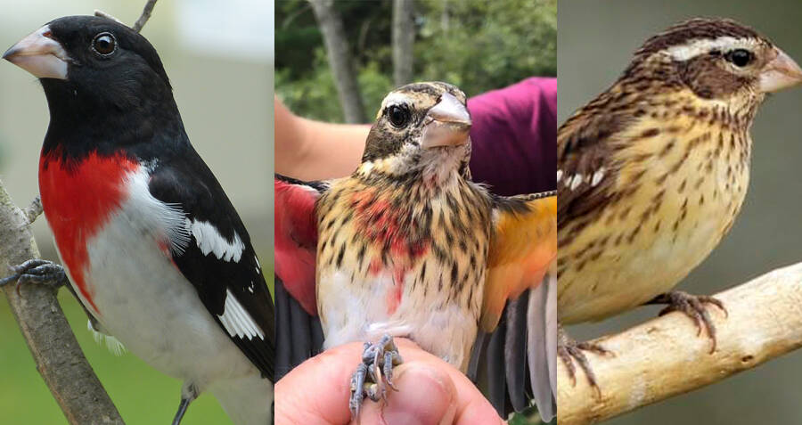 Researchers Spot Half-Male Half-Female Bird At Pennsylvania Reserve