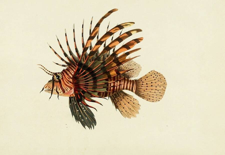 39 Incredibly Detailed Drawings Of Sea Creatures From Centuries Past