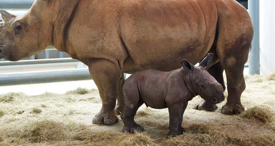 Endangered White Rhino Born At Disney World's Animal Kingdom