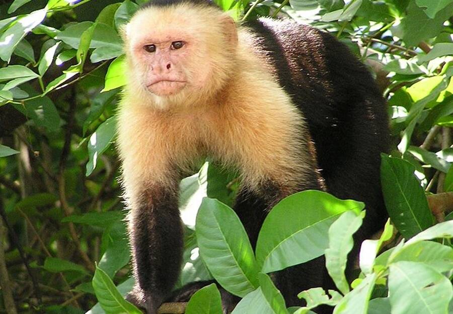 Capuchin Monkey In Tree