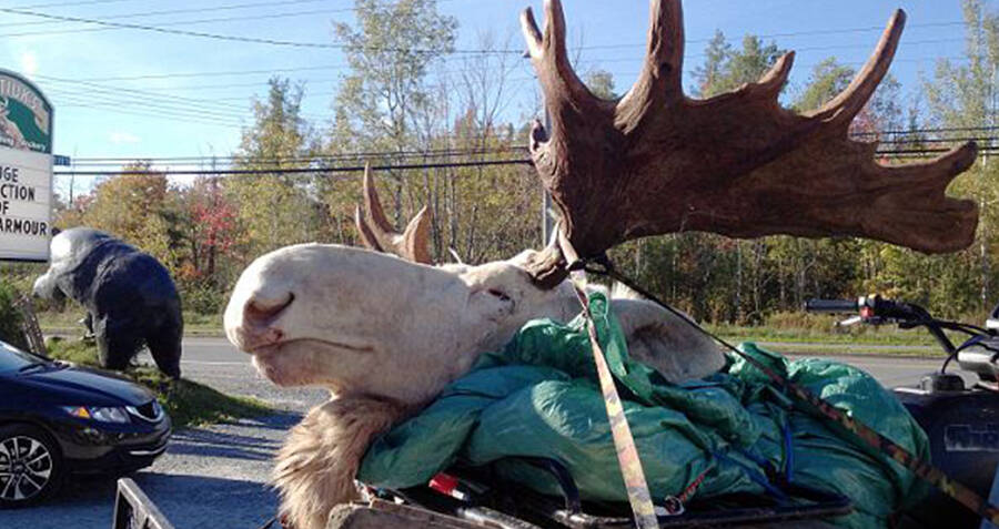 Canada's First Nations Mourn White 'Spirit Moose' Killed By Hunters