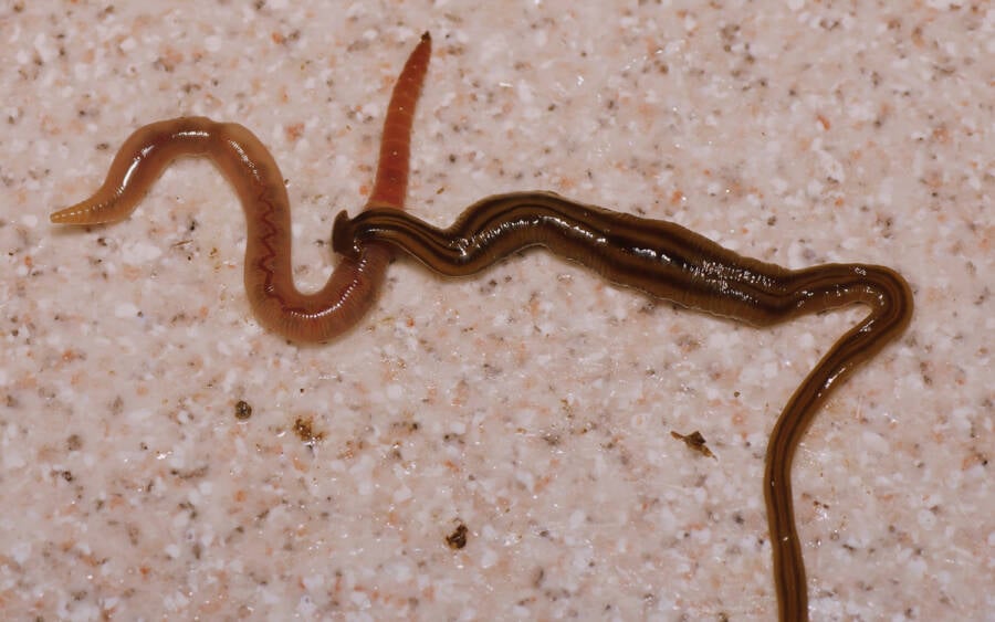 Earthworm And Hammerhead Worm