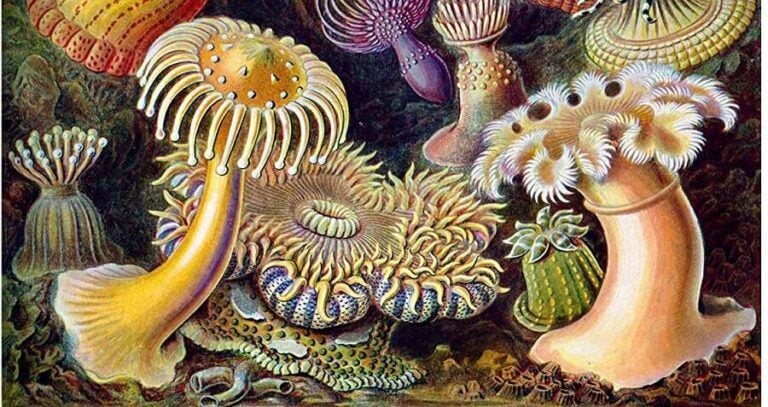 Ernst Haeckel Underwater Scene