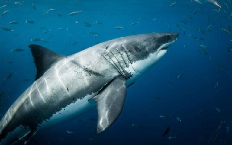 Scars On Great White Sharks Suggest Massive Squids Are Attacking Them