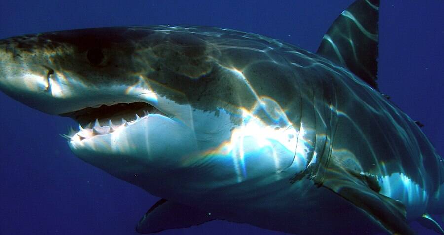 Scars On Great White Sharks Suggest Massive Squids Are Attacking Them