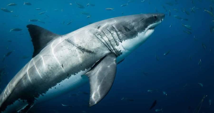 scars-on-great-white-sharks-suggest-massive-squids-are-attacking-them