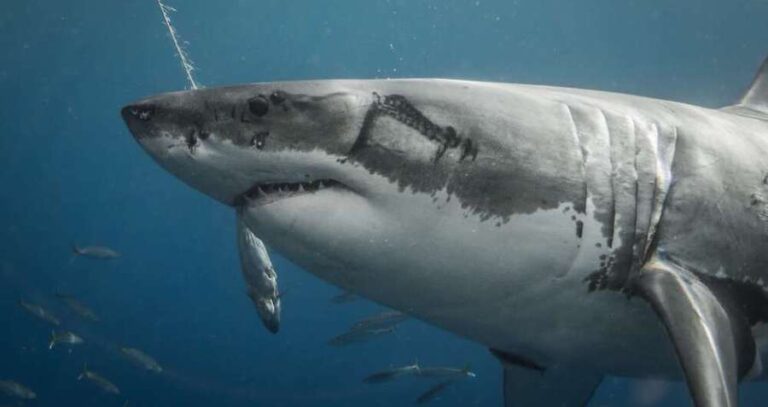 Great White Shark With Scars
