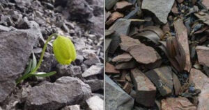 Green Vs Brown Delavayi