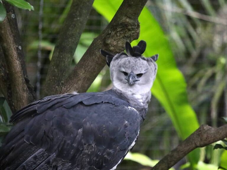 Meet The Harpy Eagle, The Fierce Amazonian Raptor