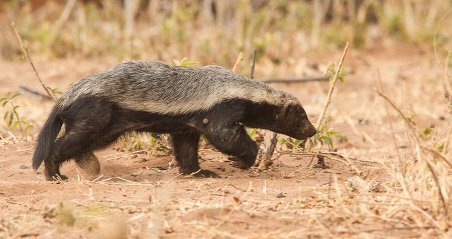 wild republic honey badger