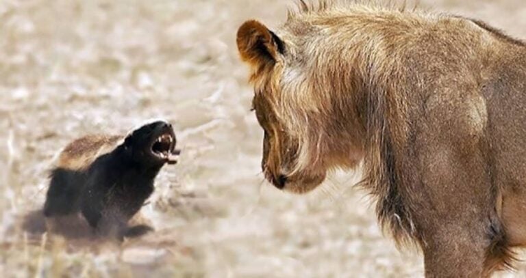 Honey Badger Vs Lion