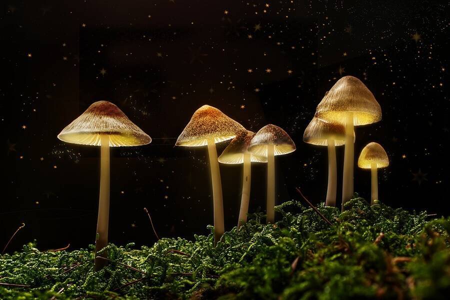 Oregon Becomes First State In The U.S. To Legalize 'Magic' Mushrooms