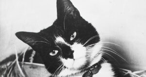 Portrait Of War Cat