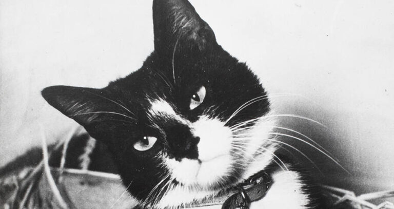 Portrait Of War Cat