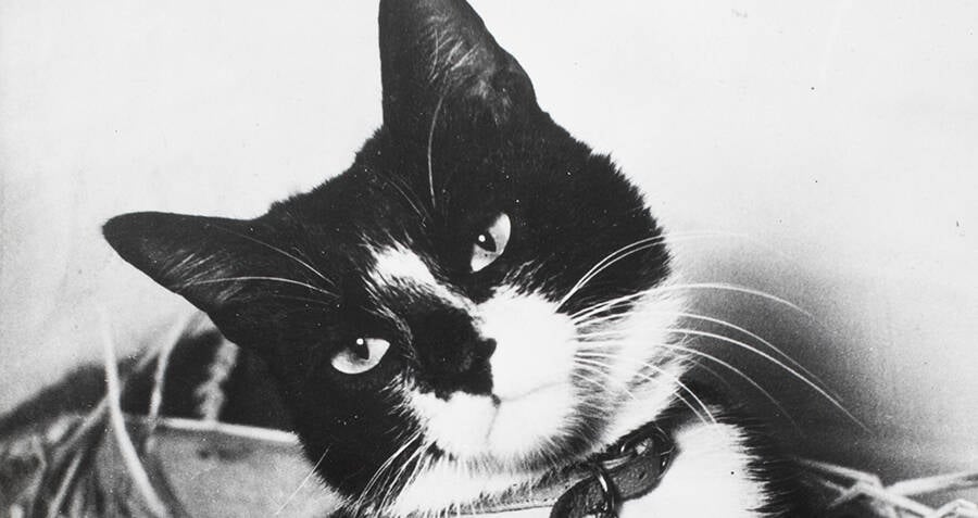 The Legend Of Unsinkable Sam, The Cat That Survived 3 Shipwrecks