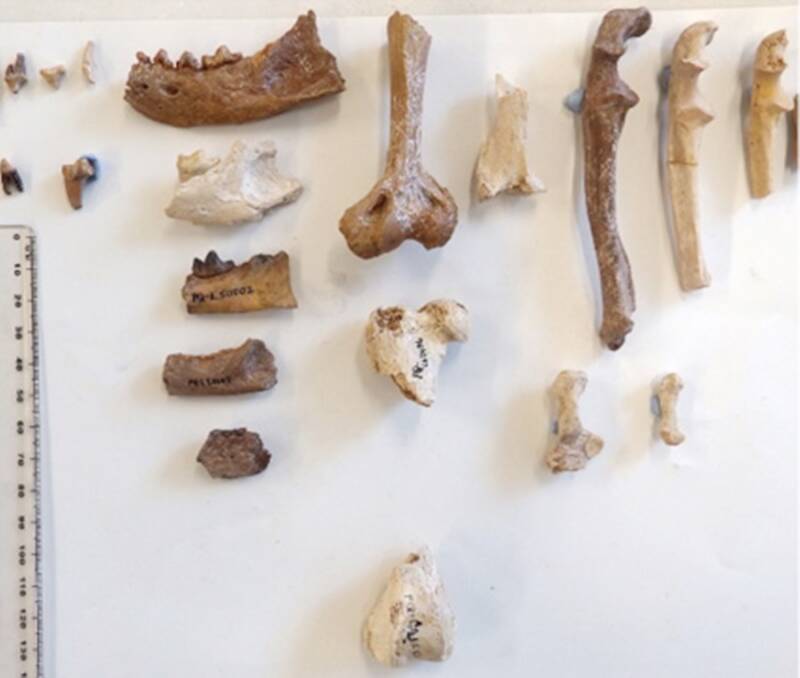 Prehistoric Honey Badger Fossils