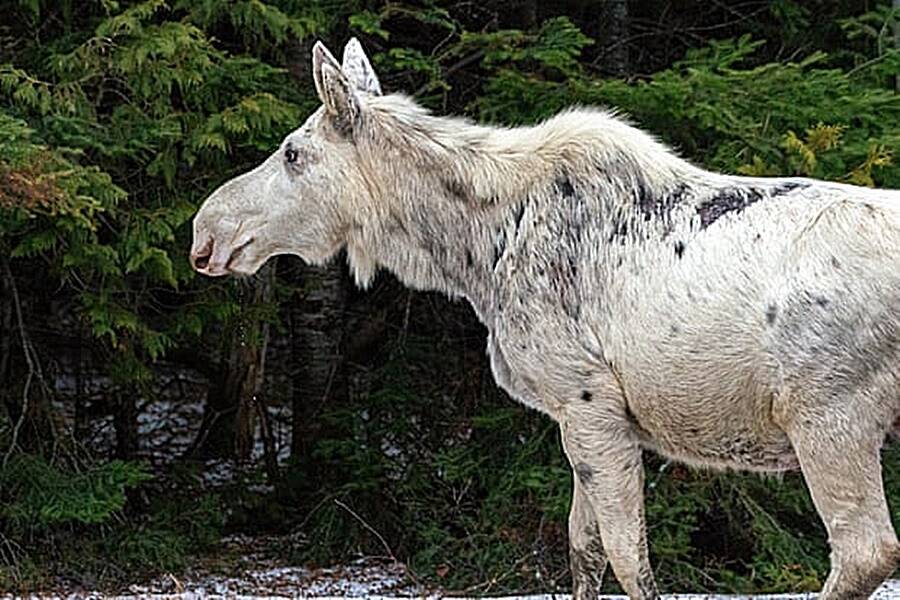 Sacred White Moose