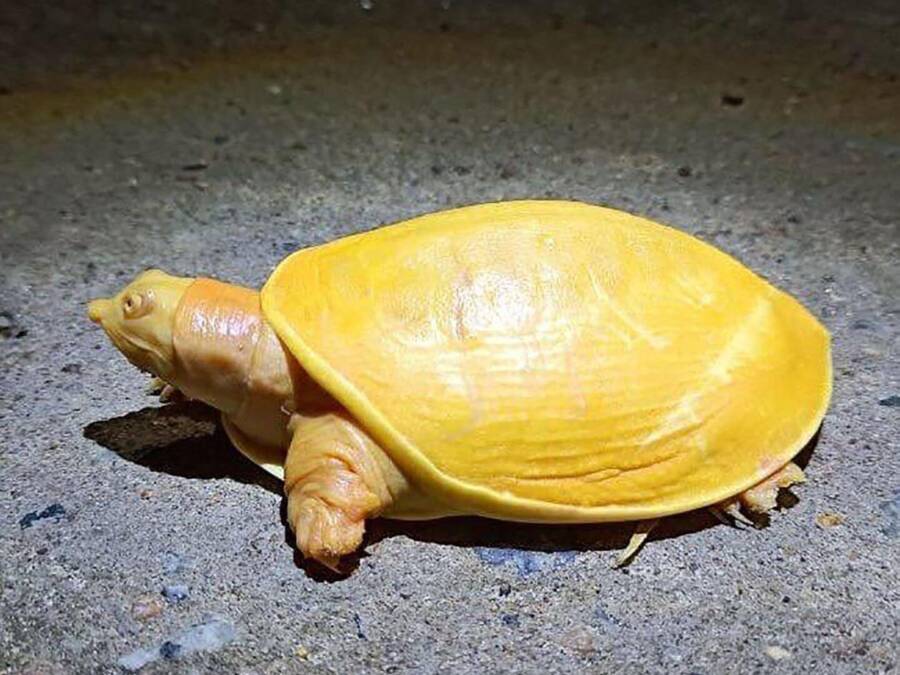 Yellow Flapshell Turtle On Concrete