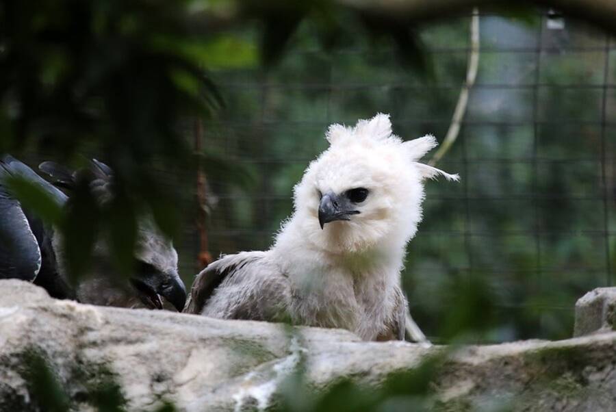 Young Harpy Eagle