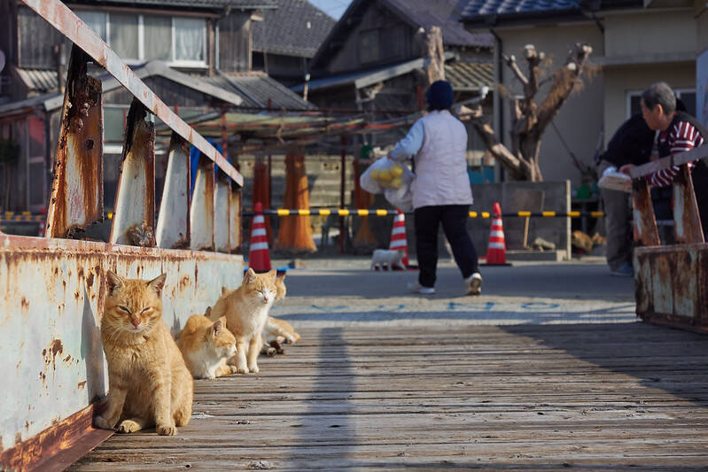 Japan: Aoshima island overrun by cats 