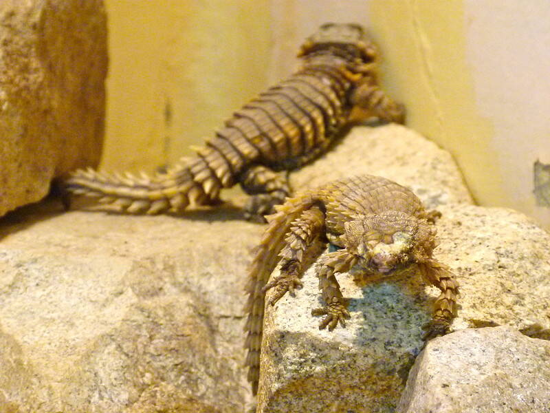 Armadillo Lizards At Zoo