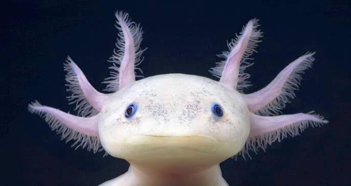 11 Jaw-Droppingly Weird Animals That Are Too Alien To Be Earthly