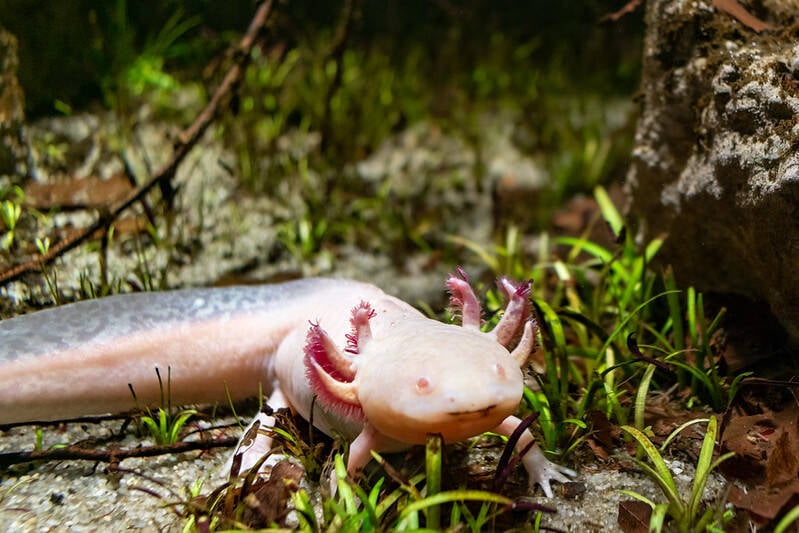 Axolotl Sitting In Aquarium