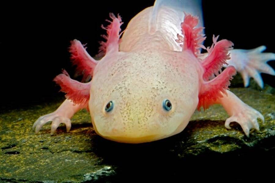 Axolotl