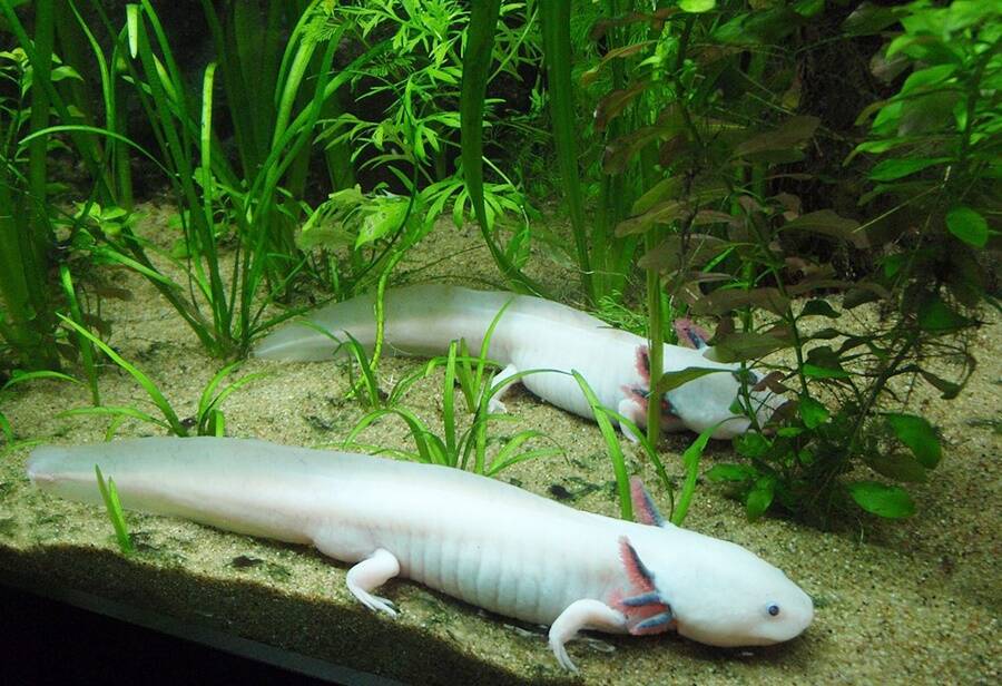 Axolotls