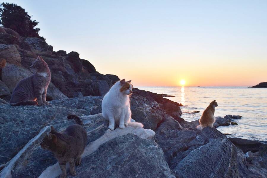 Beach Full Of Cats