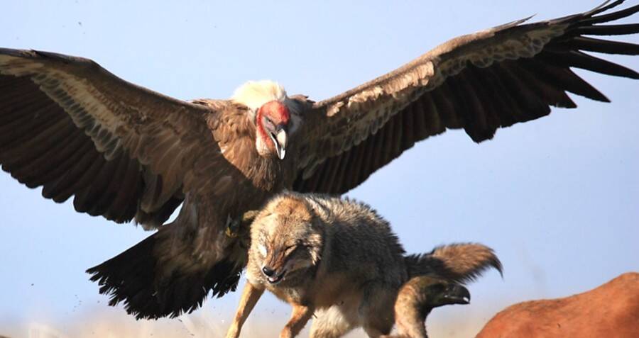 scary birds attacking people