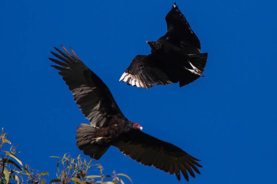 Black Vulture And Turkey Vulture