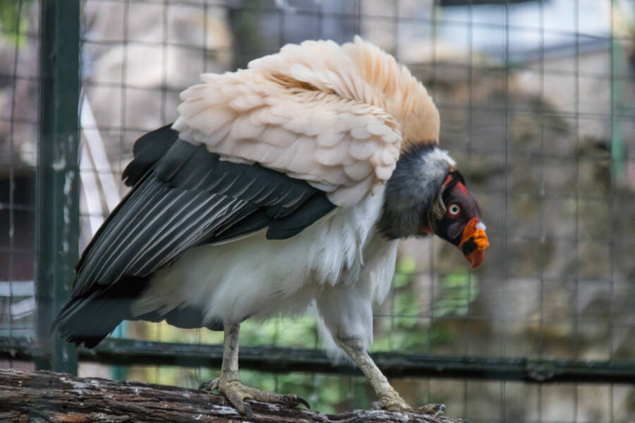 Caged King Vulture