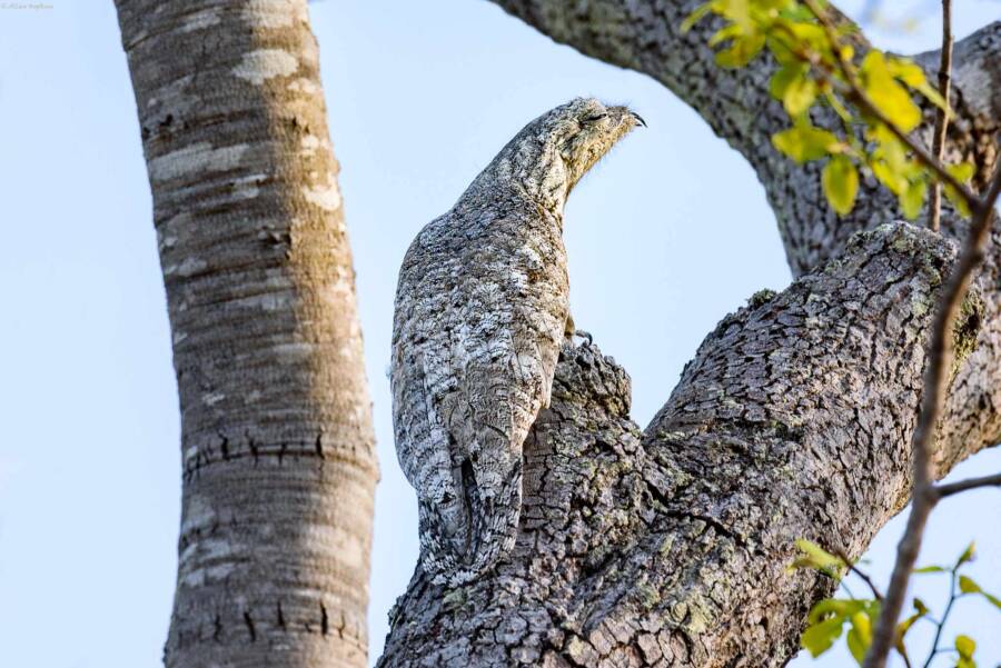 Camouflaged Great Potoo