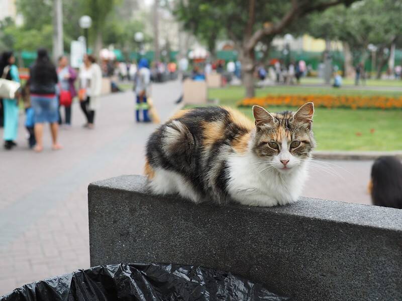 Cat At Parque Kennedy