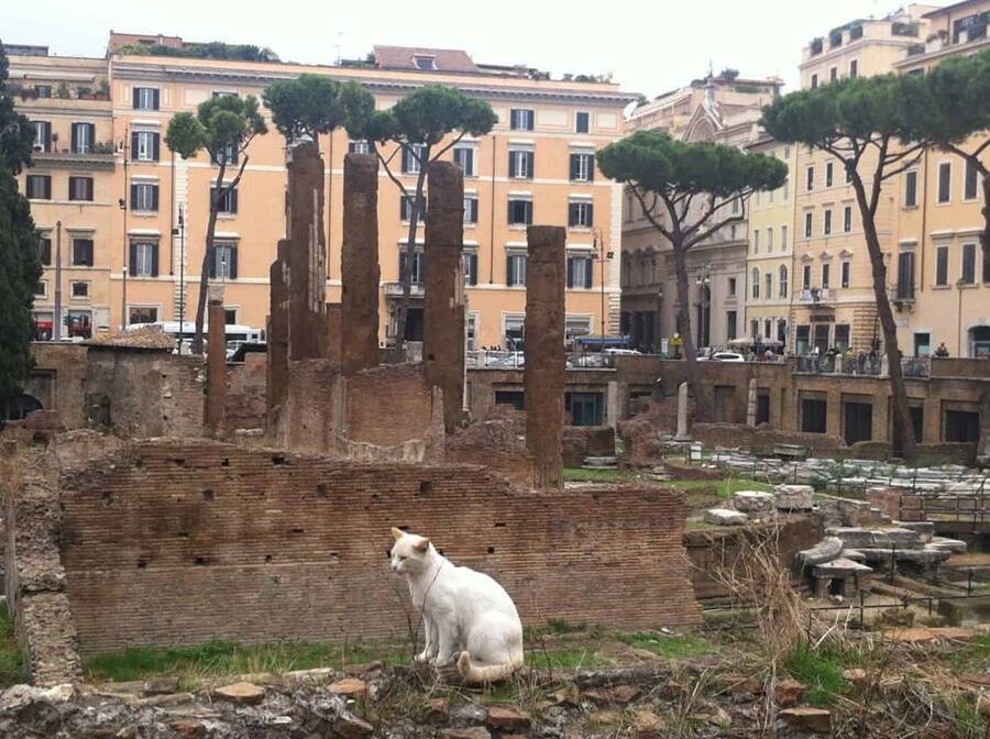 Cat At Roman Ruins