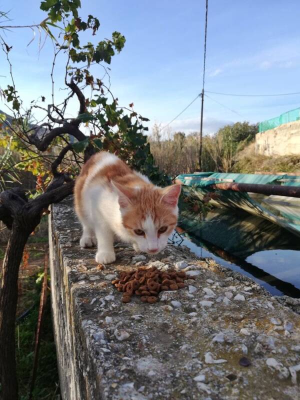 Cat Eating Food